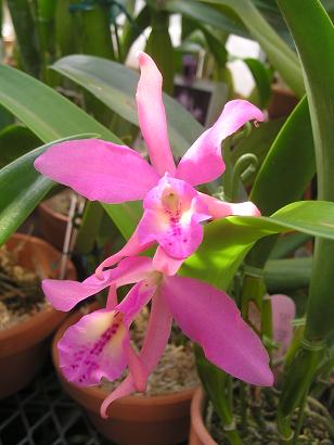 ���ƒ�̉ԂƎČ��E��