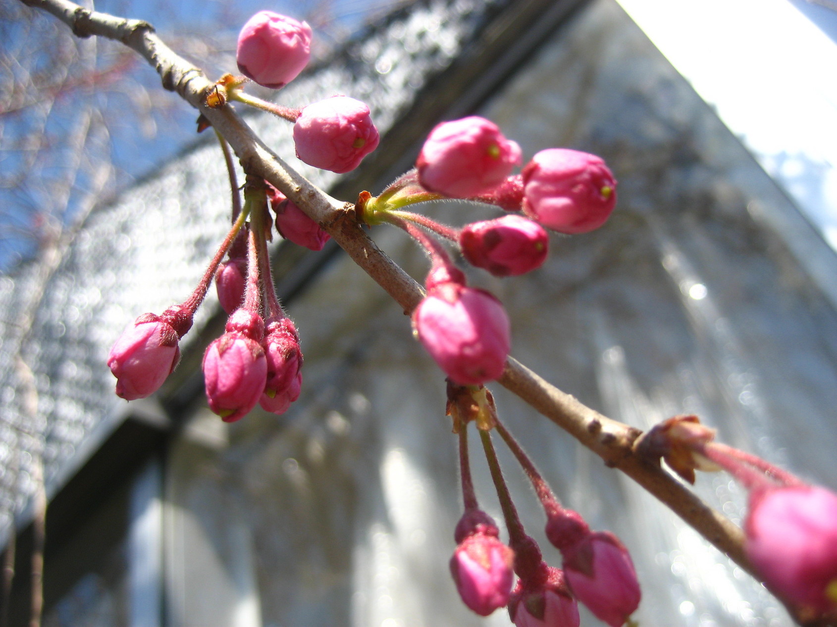 ���ƒ�̉ԂƎČ��E��