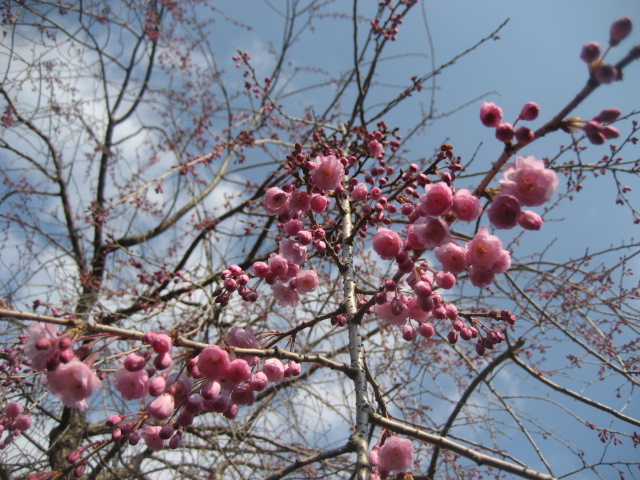 ���ƒ�̉ԂƎČ��E��