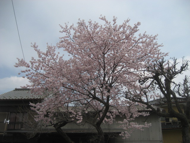 ���ƒ�̉ԂƎČ��E��