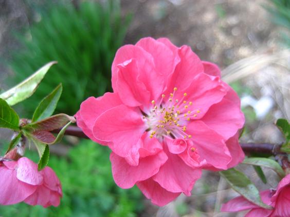 ���ƒ�̉ԂƎČ��E��