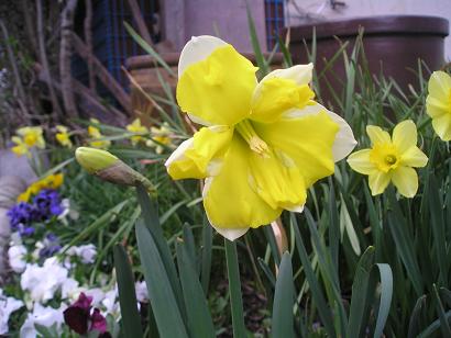 ���ƒ�̉ԂƎČ��E��