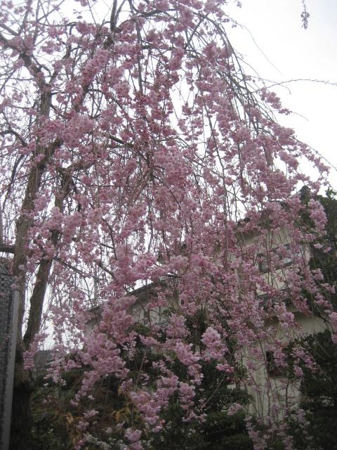 ���ƒ�̉ԂƎČ��E��