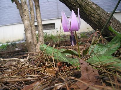 ���ƒ�̉ԂƎČ��E��