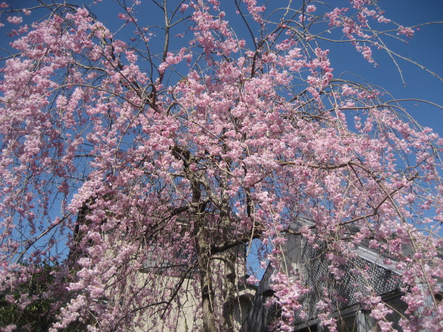 ���ƒ�̉ԂƎČ��E��