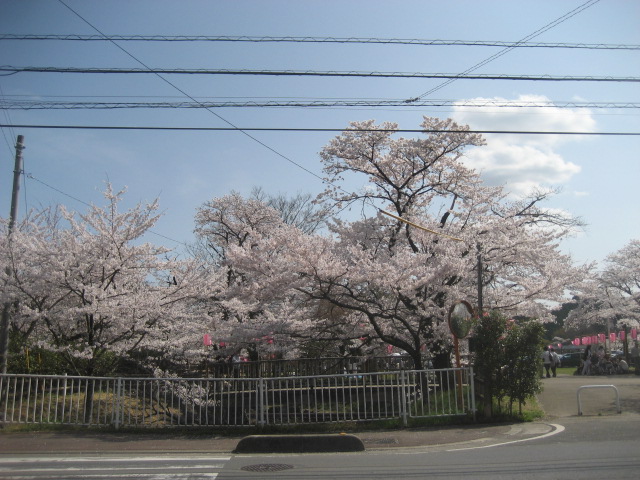 ���ƒ�̉ԂƎČ��E��