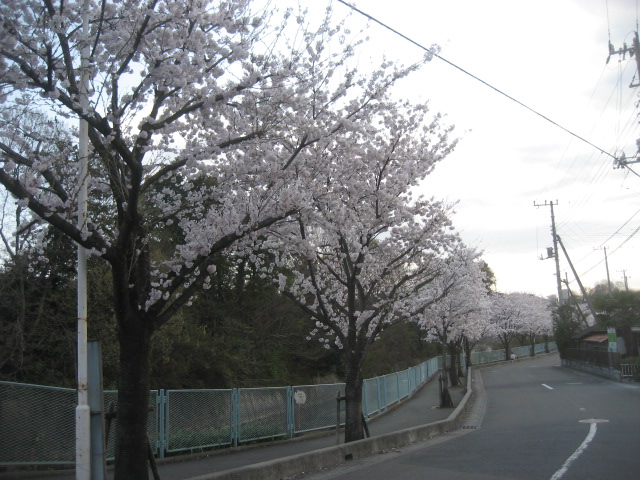 ���ƒ�̉ԂƎČ��E��