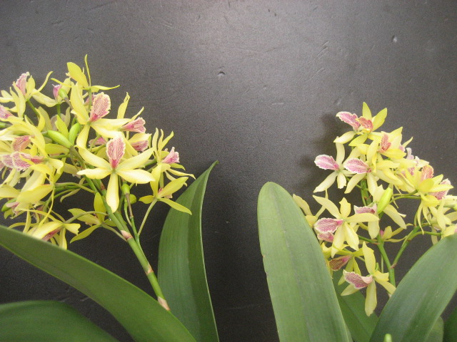 ���ƒ�̉ԂƎČ��E��