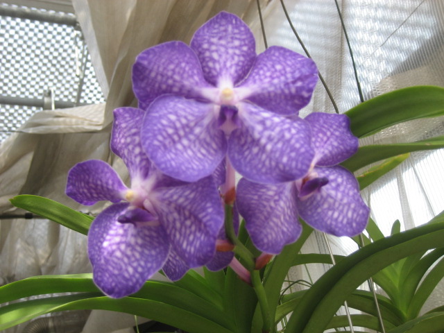 ���ƒ�̉ԂƎČ��E��