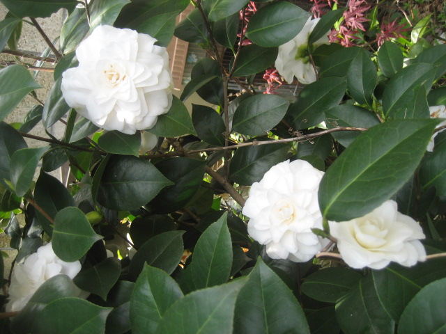 ���ƒ�̉ԂƎČ��E��