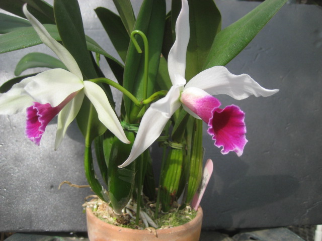 ���ƒ�̉ԂƎČ��E��