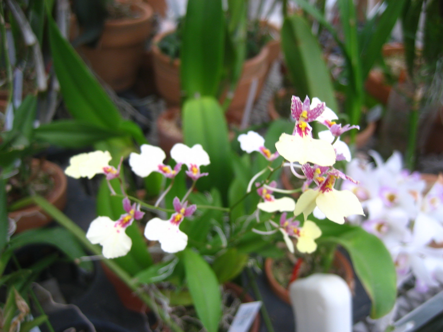 ���ƒ�̉ԂƎČ��E��