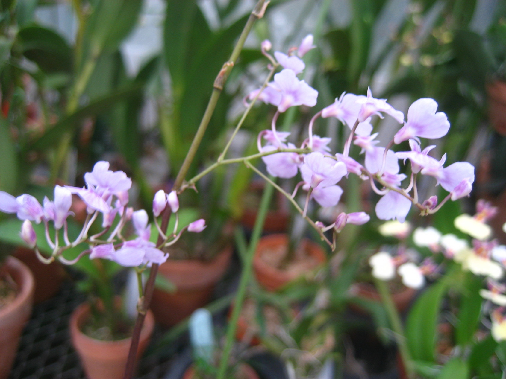 ���ƒ�̉ԂƎČ��E��