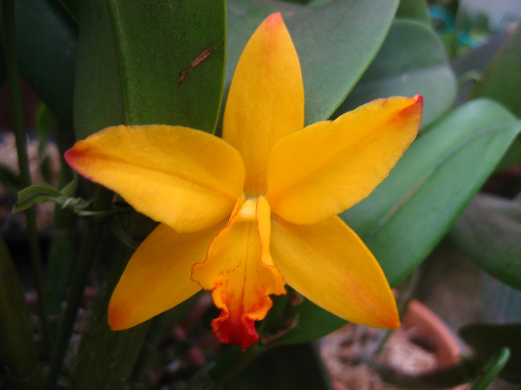 ���ƒ�̉ԂƎČ��E��