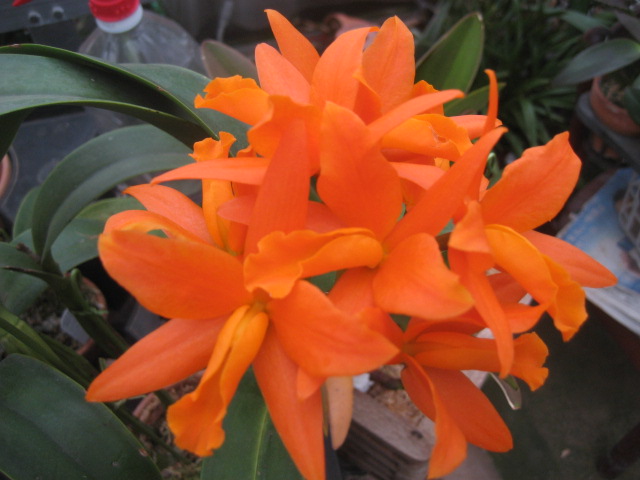 ���ƒ�̉ԂƎČ��E��