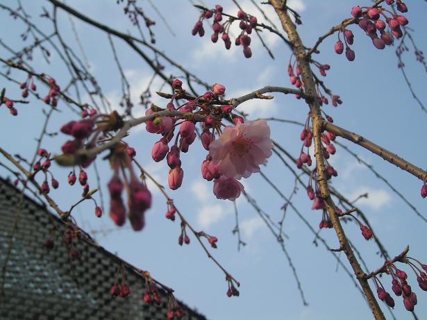 ���ƒ�̉ԂƎČ��E��