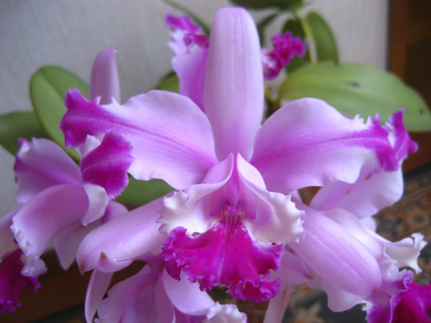 ���ƒ�̉ԂƎČ��E��