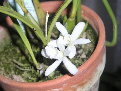 ���ƒ�̉ԂƎČ��E��