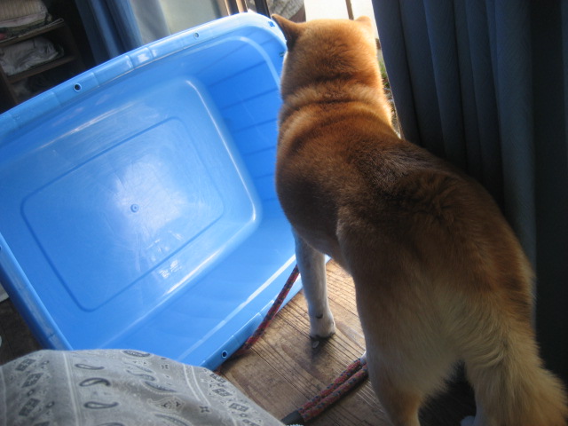 ���ƒ�̉ԂƎČ��E��