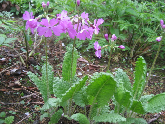 ���ƒ�̉ԂƎČ��E��