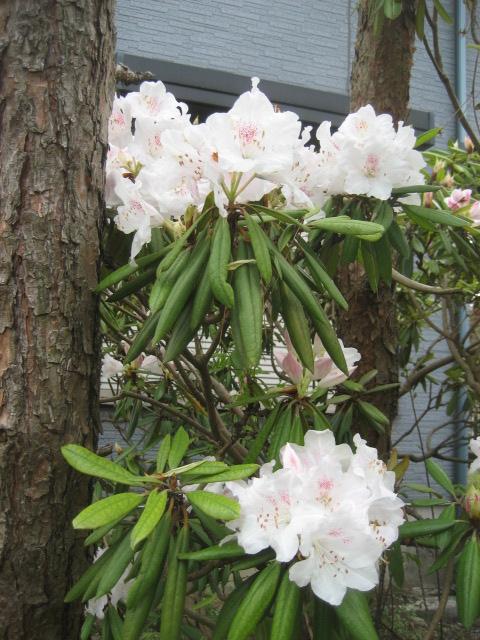 ���ƒ�̉ԂƎČ��E��