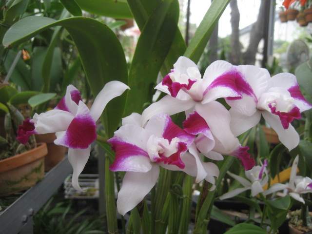 ���ƒ�̉ԂƎČ��E��