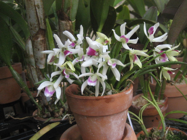 ���ƒ�̉ԂƎČ��E��