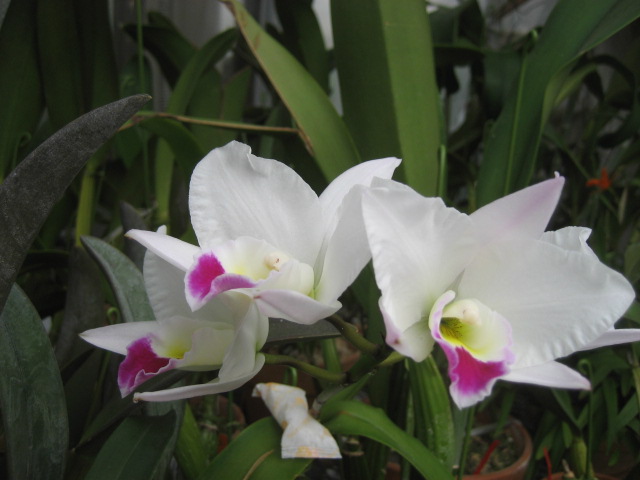 ���ƒ�̉ԂƎČ��E��