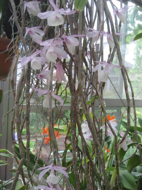 ���ƒ�̉ԂƎČ��E��