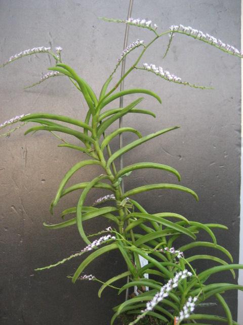 ���ƒ�̉ԂƎČ��E��