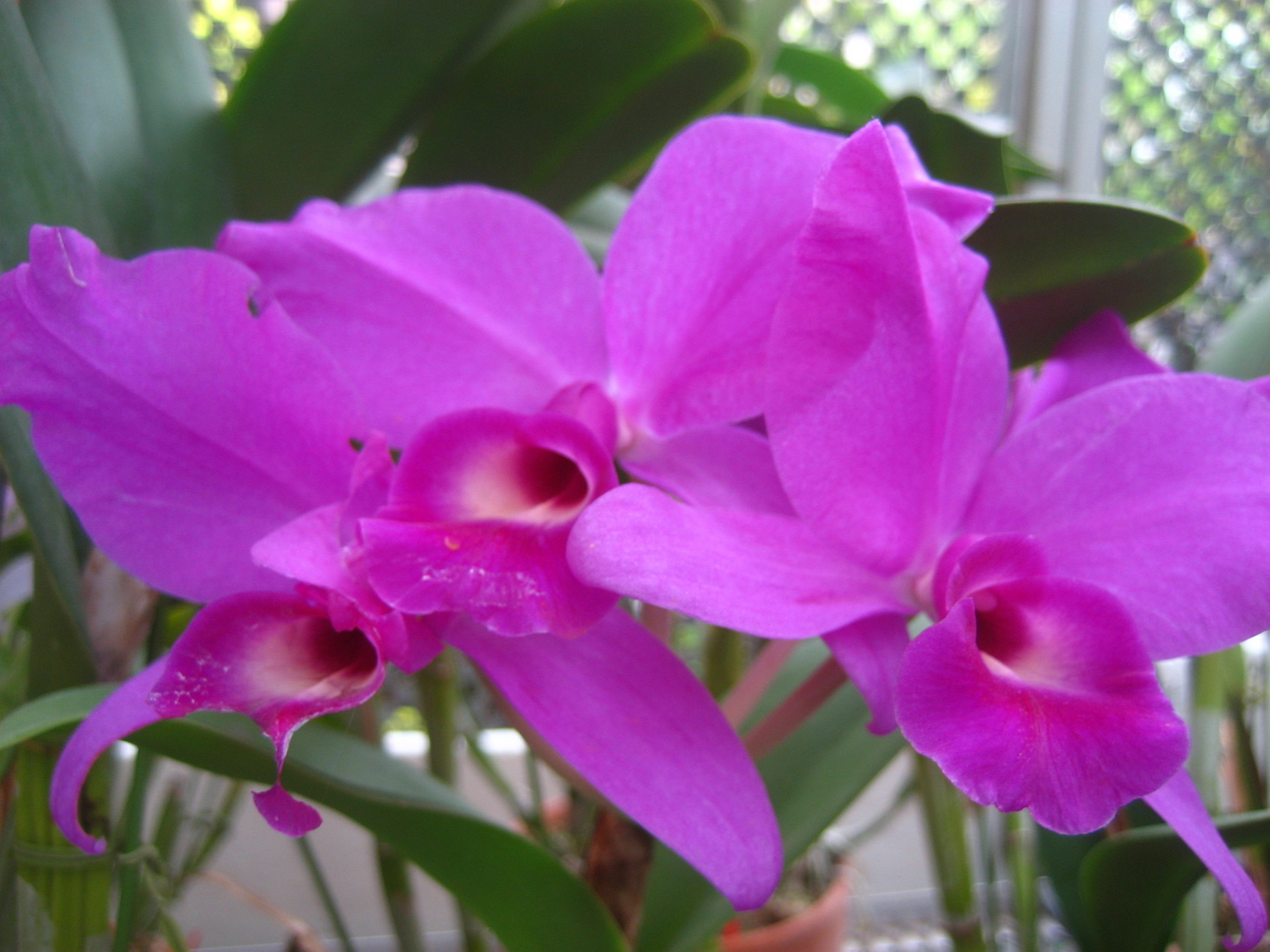 ���ƒ�̉ԂƎČ��E��