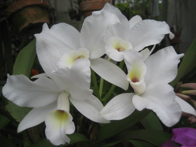 ���ƒ�̉ԂƎČ��E��