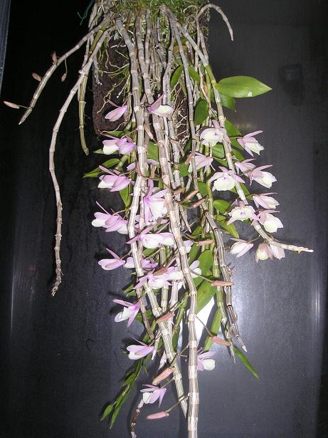 ���ƒ�̉ԂƎČ��E��