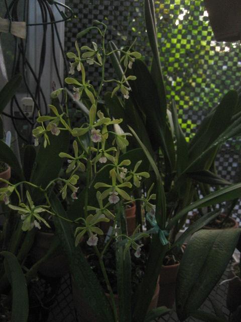 ���ƒ�̉ԂƎČ��E��