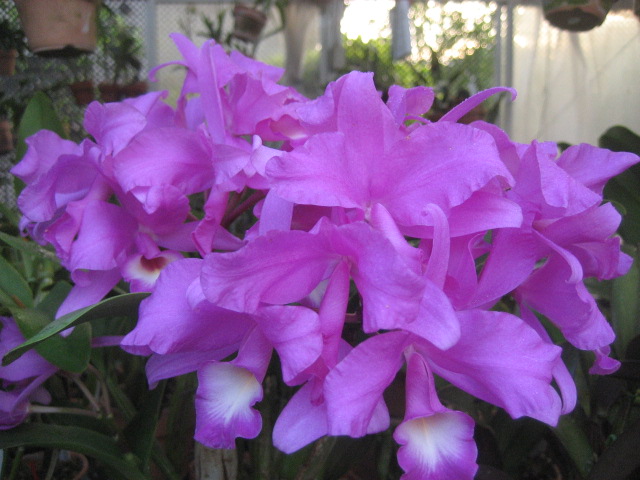 ���ƒ�̉ԂƎČ��E��