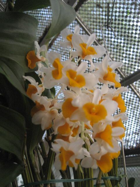 ���ƒ�̉ԂƎČ��E��