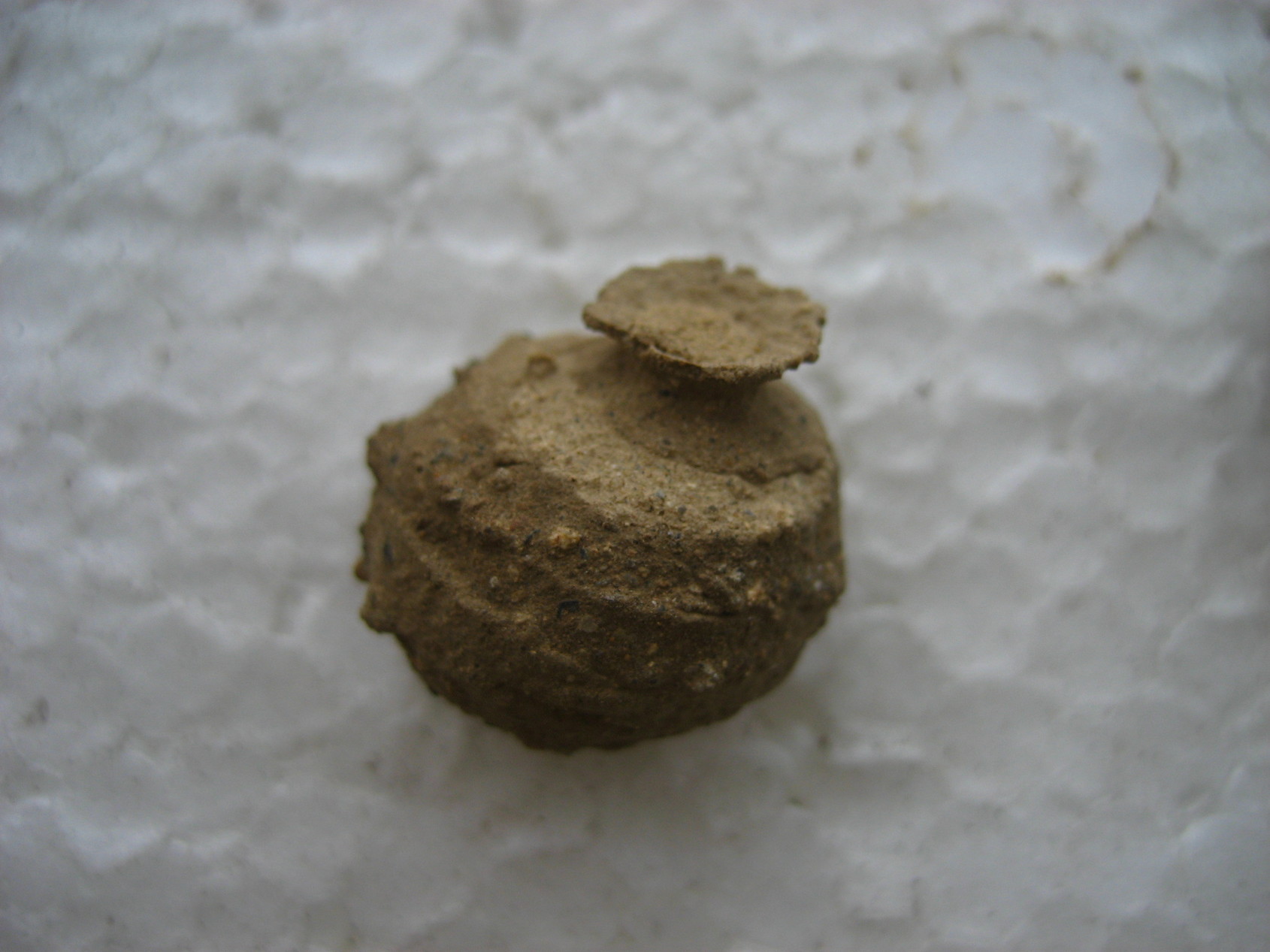 ���ƒ�̉ԂƎČ��E��