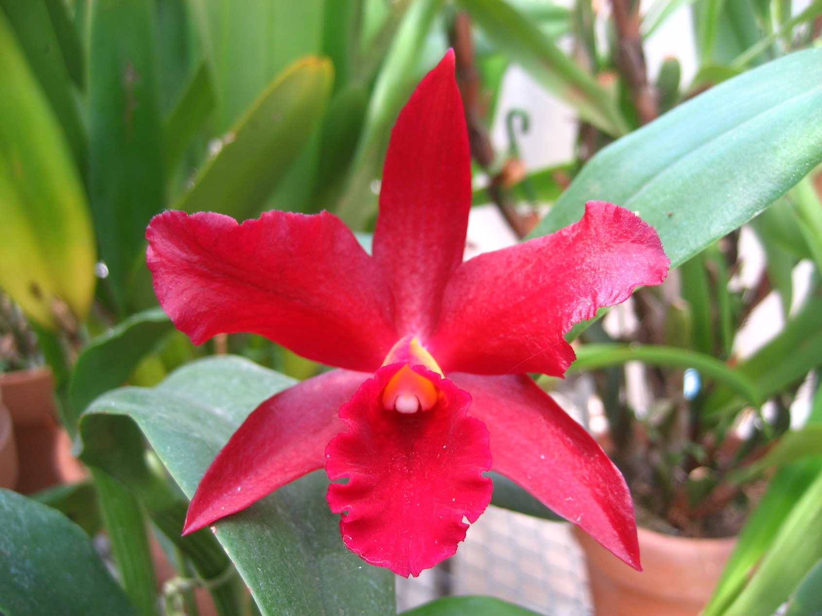 ���ƒ�̉ԂƎČ��E��