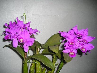 ���ƒ�̉ԂƎČ��E��