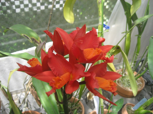 ���ƒ�̉ԂƎČ��E��