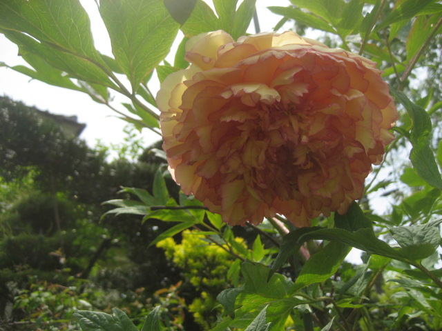 ���ƒ�̉ԂƎČ��E��