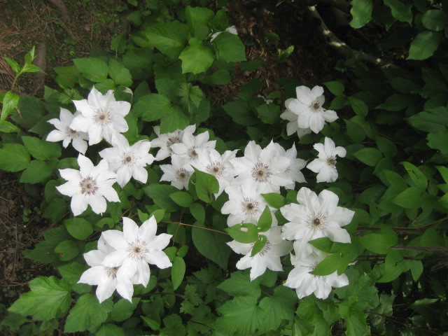 ���ƒ�̉ԂƎČ��E��