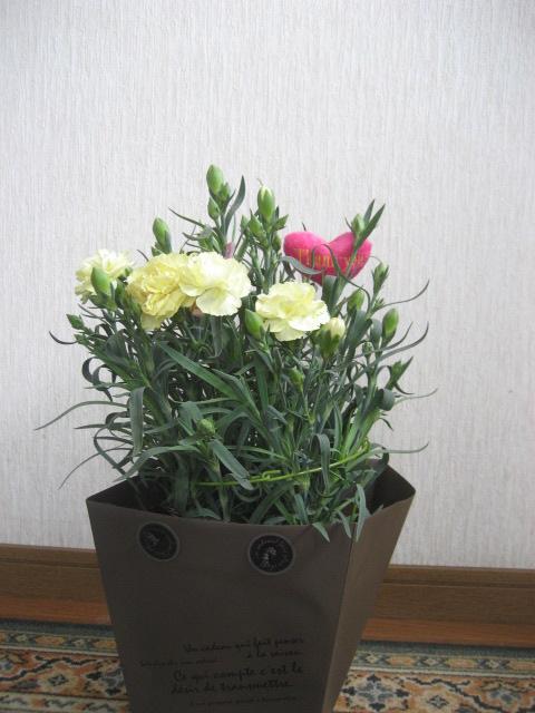 ���ƒ�̉ԂƎČ��E��