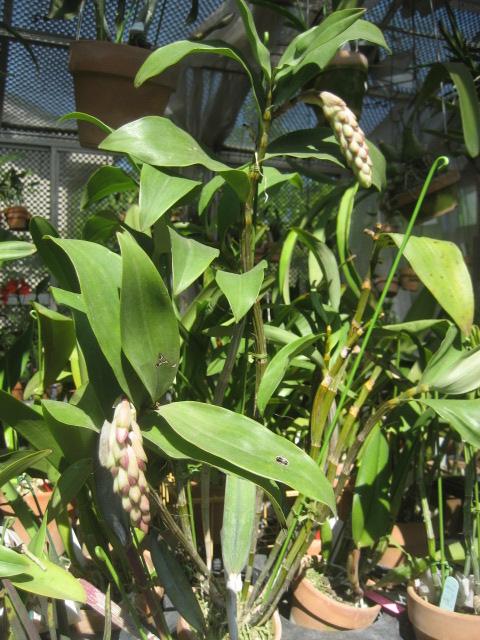 ���ƒ�̉ԂƎČ��E��