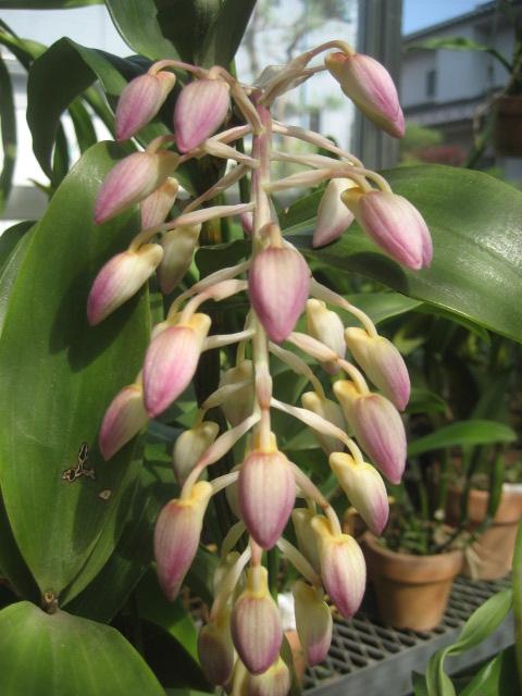 ���ƒ�̉ԂƎČ��E��