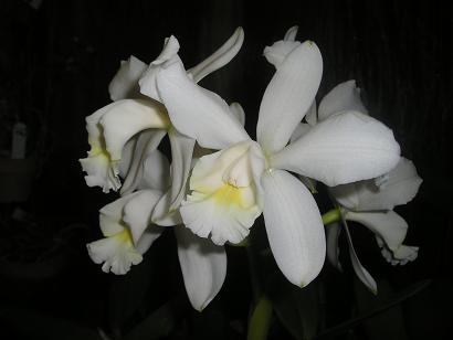 ���ƒ�̉ԂƎČ��E��