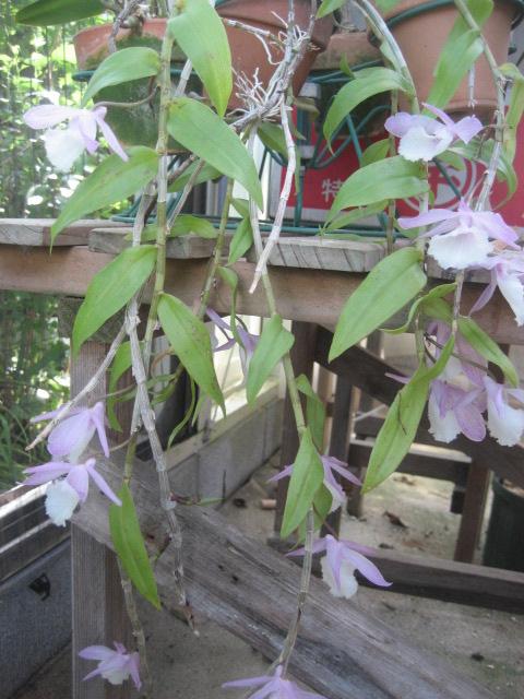 ���ƒ�̉ԂƎČ��E��