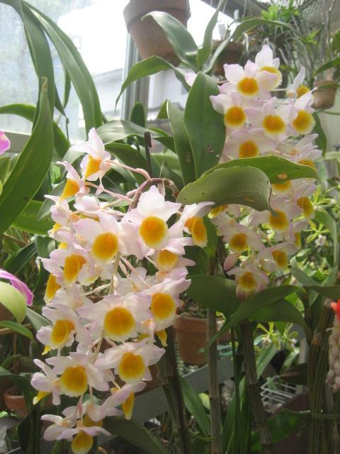 ���ƒ�̉ԂƎČ��E��