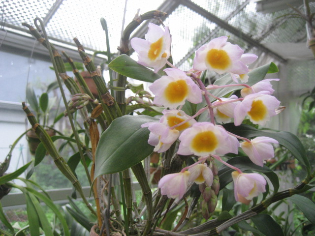 ���ƒ�̉ԂƎČ��E��