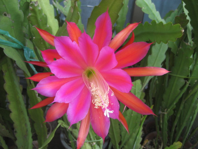 ���ƒ�̉ԂƎČ��E��